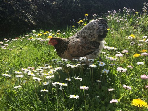 Chicken road 2, chicken road 2 online spielen